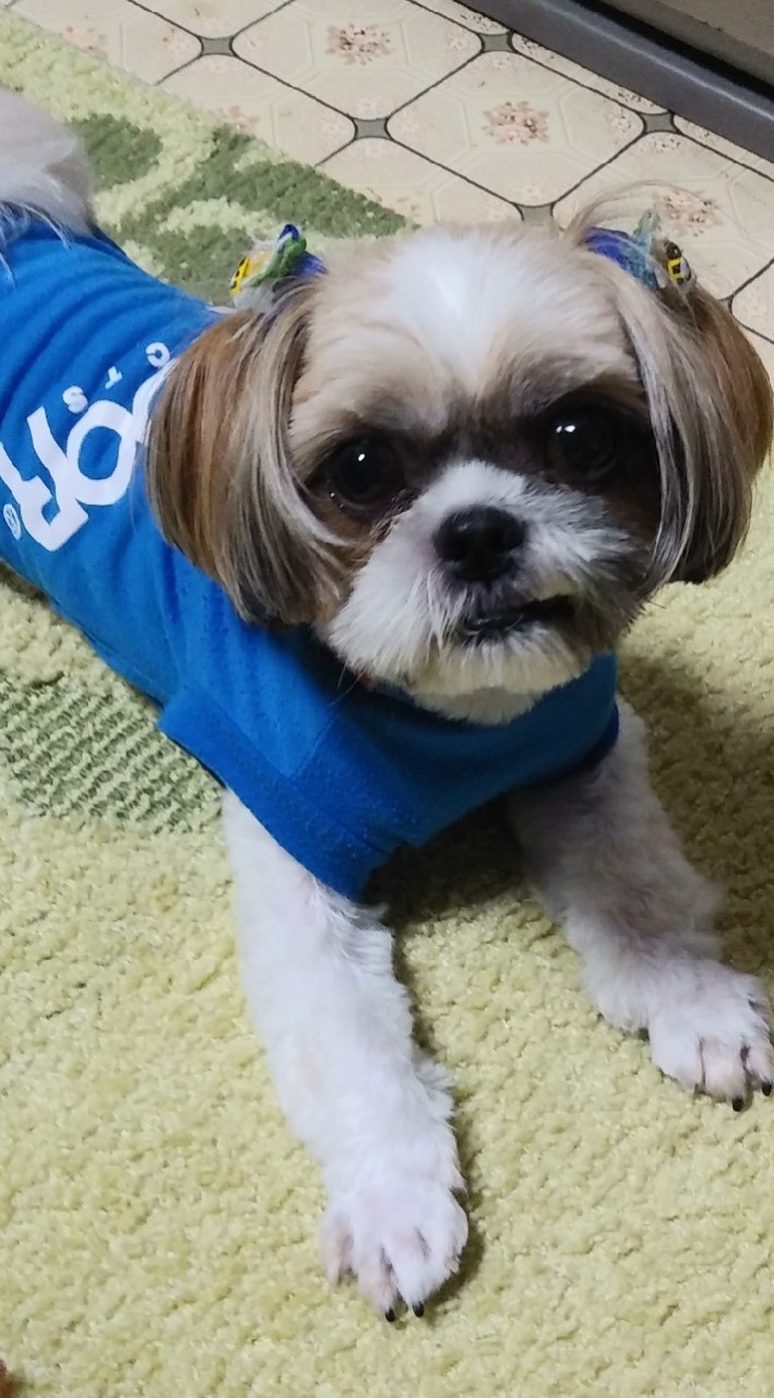 こがちゃんの相撲部屋