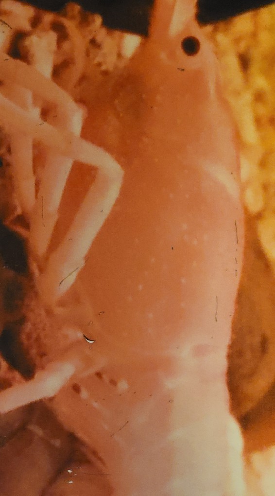 彰化活泰國蝦海鮮買賣群