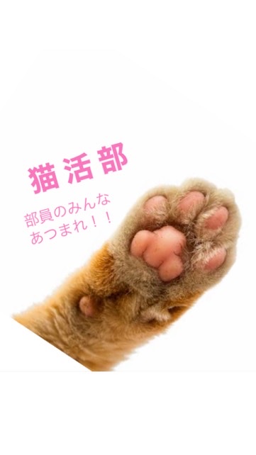 猫活部