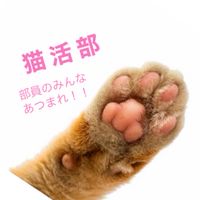 猫活部