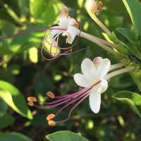 รวมพลคนชอบพืชป่าชายเลน マングローブ林