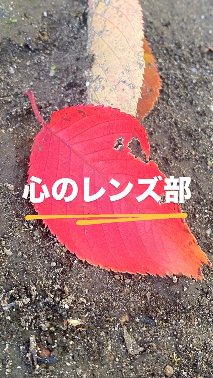 心のレンズ部10days秋冬編🍂