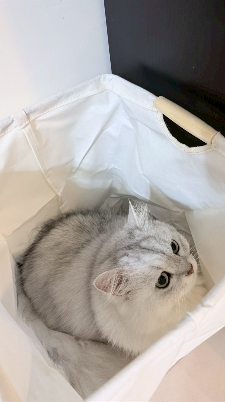 捏泥巴🐾