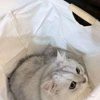 捏泥巴🐾