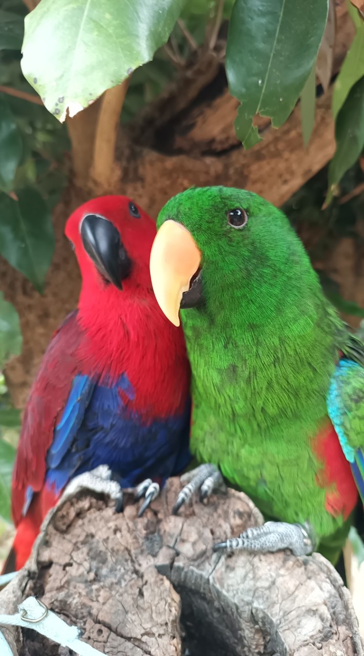 鸚吉利 Fruity Parrots 水果鸚鵡-摸雞雞玩鳥鳥