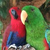 鸚吉利 Fruity Parrots 水果鸚鵡-摸雞雞玩鳥鳥