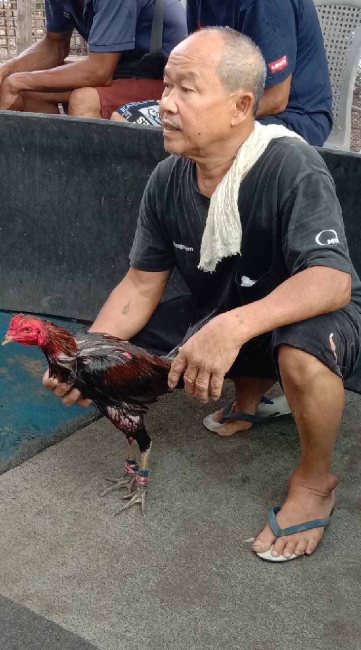 ซุ้ม ช.มีชัย ส.สมมาตร ไก่ชน