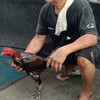 ซุ้ม ช.มีชัย ส.สมมาตร ไก่ชน