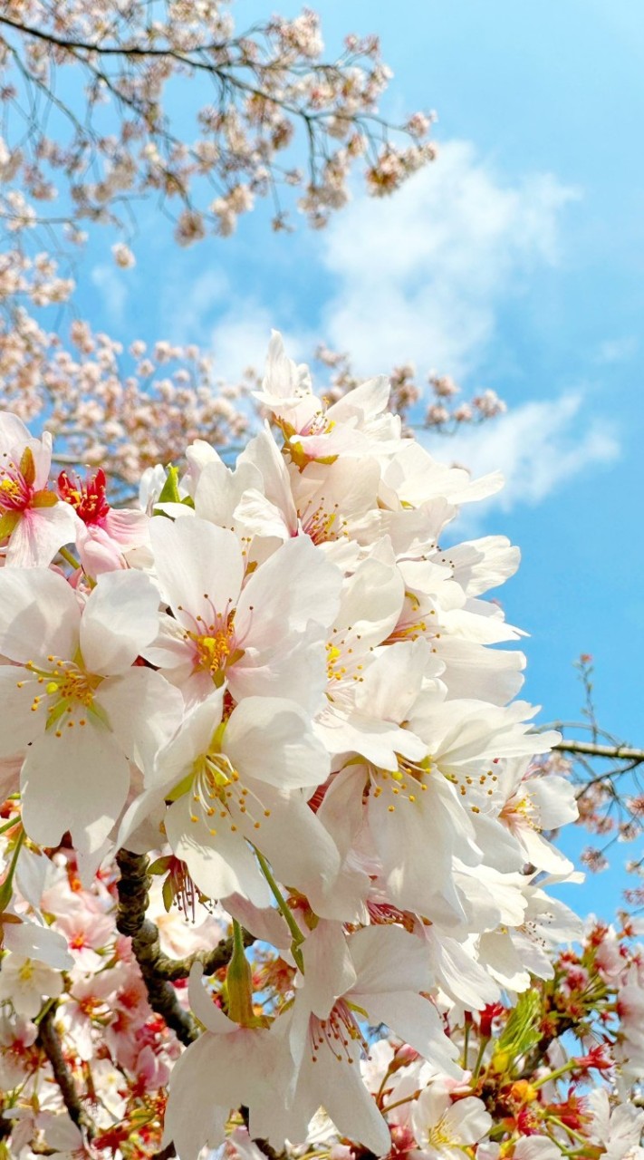 🌸桜吹雪🌸