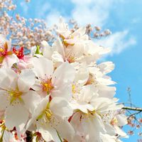 🌸桜吹雪🌸