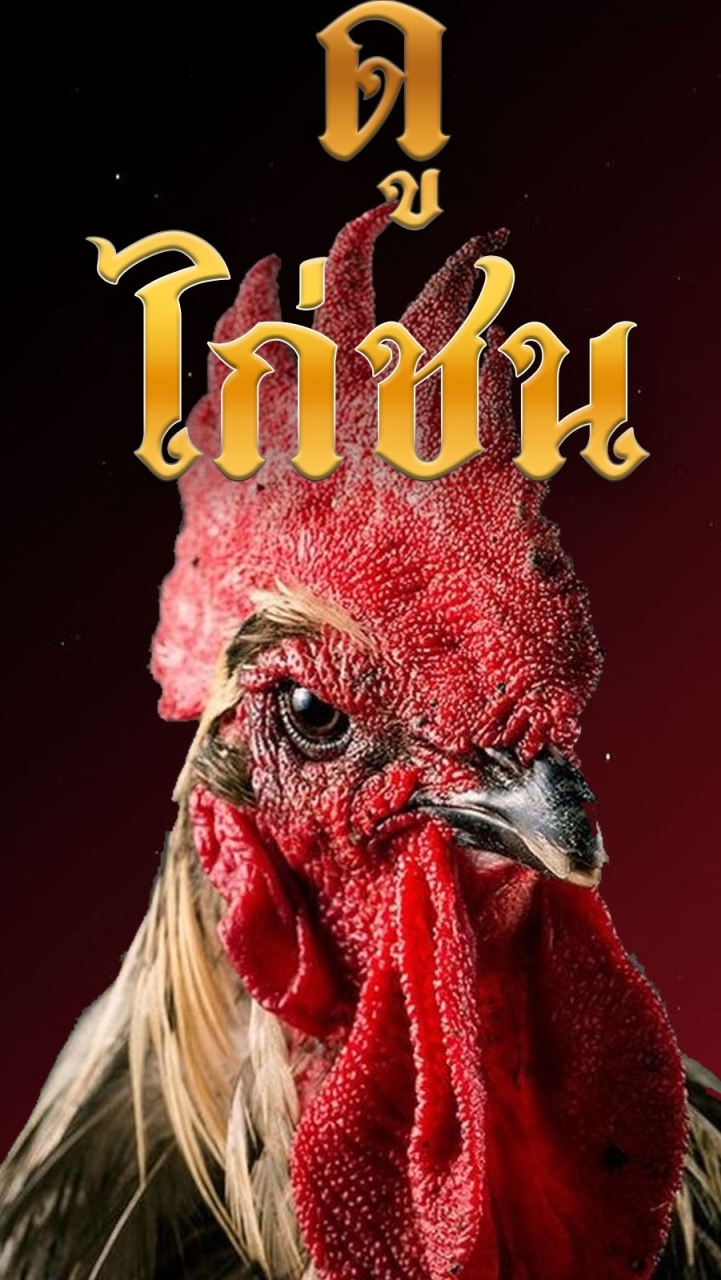 ดูไก่ชน