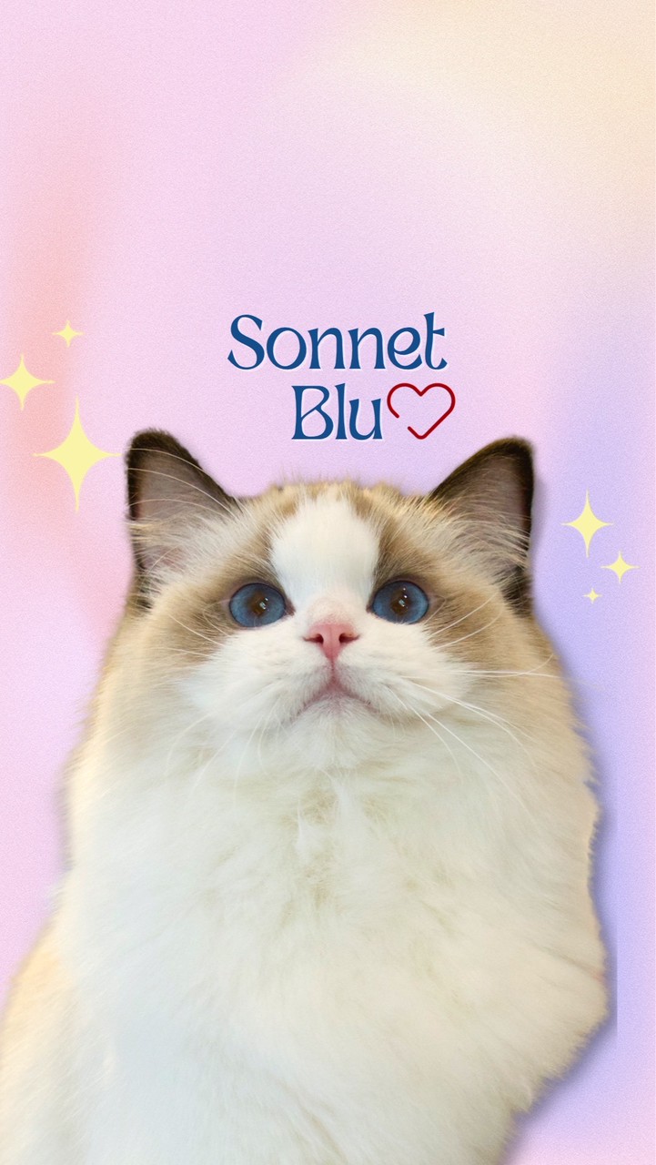 🩵Sonnet Blu Ragdoll🩵