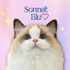 🩵Sonnet Blu Ragdoll🩵