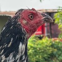 หาคู่ไก่ชน บุรีรัมย์ ทุกสนาม