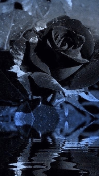 盲目的に追い続けて.ᐟ.ᐟ☩《　BSDストーカーパロ　》