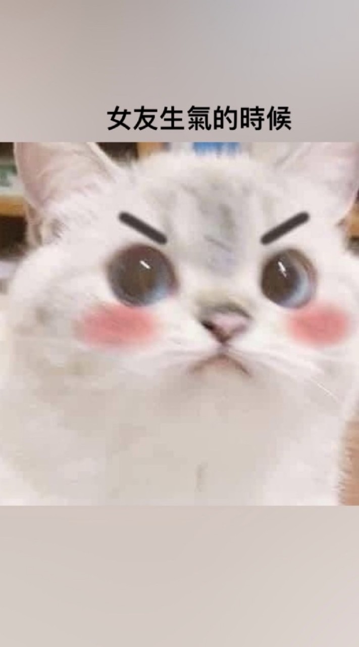 戀戀貓召喚公主殿下(=￣ω￣=)