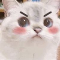 戀戀貓召喚公主殿下(=￣ω￣=)