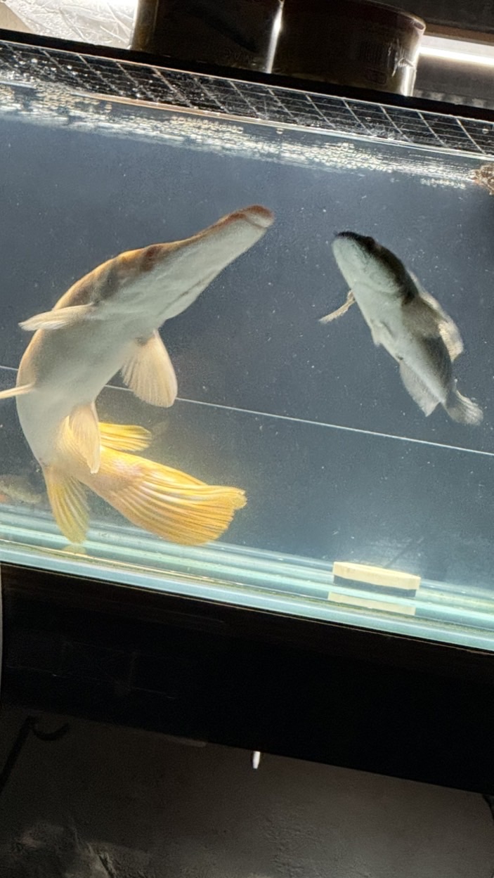 高魚記