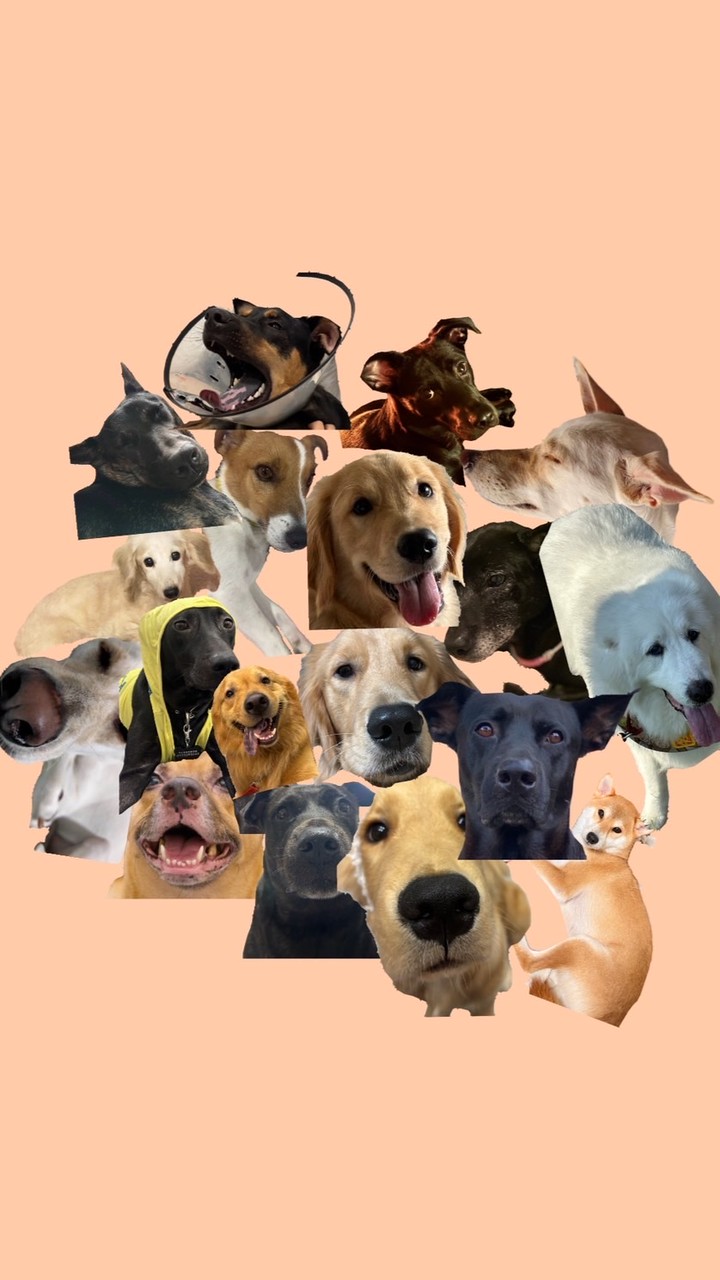 大家的狗狗在幹嘛