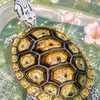 龜言龜語俱樂部（交流）