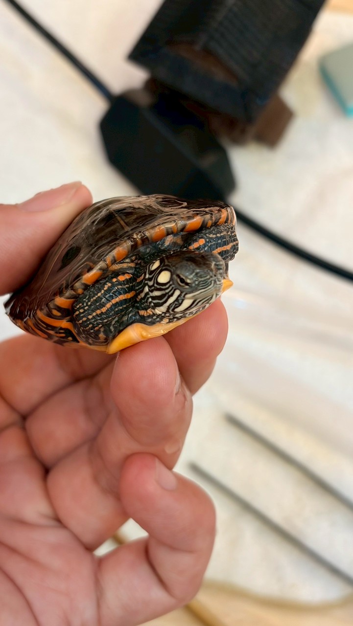 龜🐢房樂趣（澤龜自由交易）