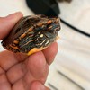 龜🐢房樂趣（澤龜自由交易）