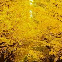 🌈新規オープン🌈シングル50代以上巡り合い