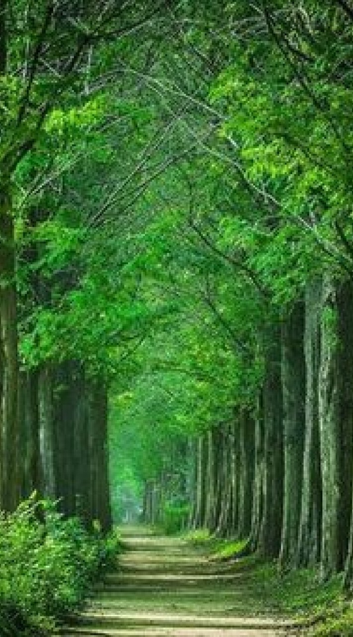 🌳独り言(ひとりごと)の散歩道🌳