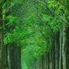 🌳独り言(ひとりごと)の散歩道🌳