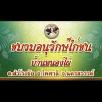 ชมรมอนุรักษ์ไก่ชนบ้านหนองไผ่