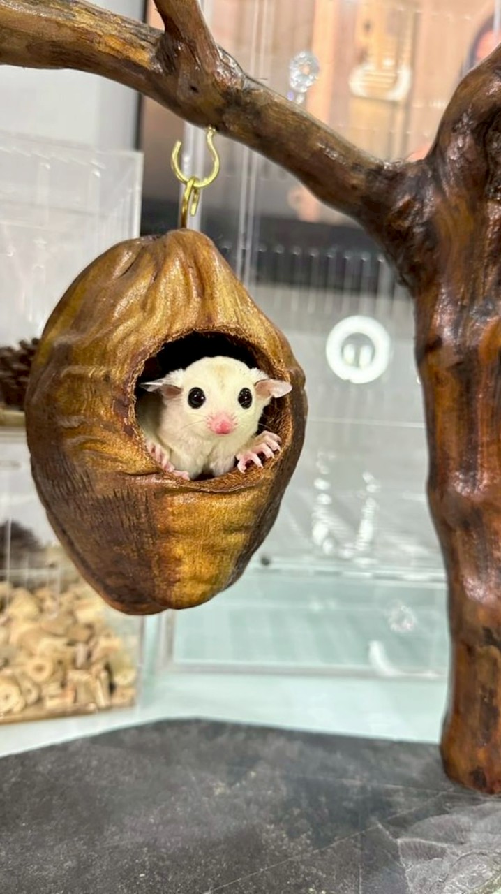 SoVa Sugar Farm ชูก้ามหาชัย พระรามสอง  สมุทรสาคร