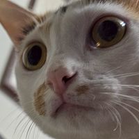 拆里拆里代購