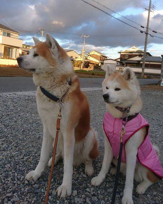 日本狗狗不只有秋田犬 這六種被日本列為天然紀念物的狗狗 下次別人問起就不會回答不出來了 女生集合