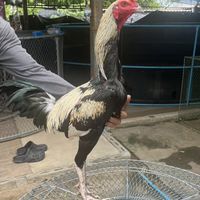 ซื้อ-ขายไก่ชน พม่า-ก๋อย เสรี