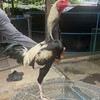 ซื้อ-ขายไก่ชน พม่า-ก๋อย เสรี