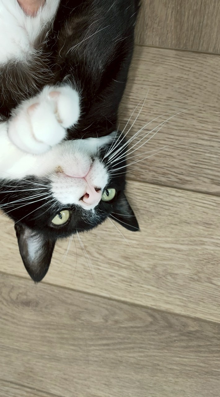 金儷彩繪工坊 X 中壢兔貓蛋糕