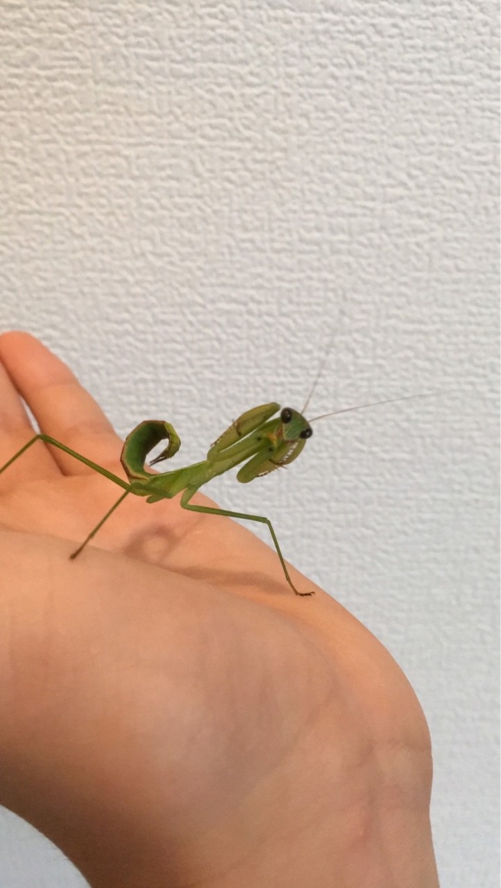 カマキリについて話す会