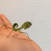 カマキリについて話す会