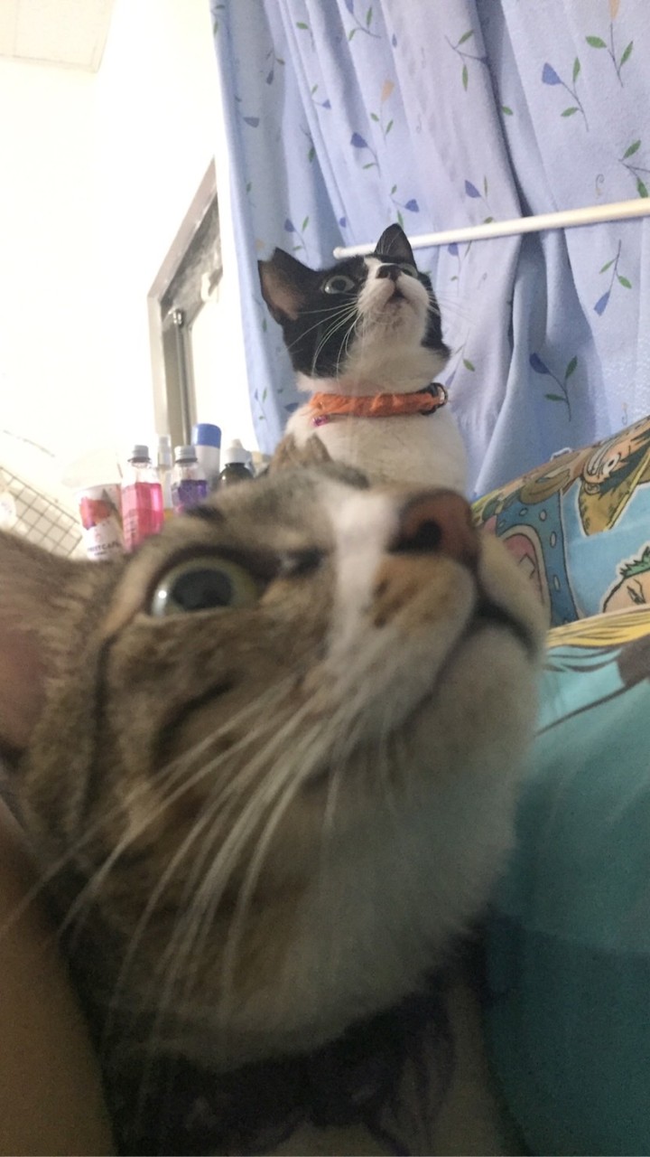 339巷9號🐱🐶