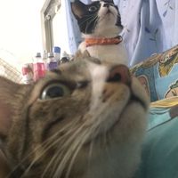 339巷9號🐱🐶