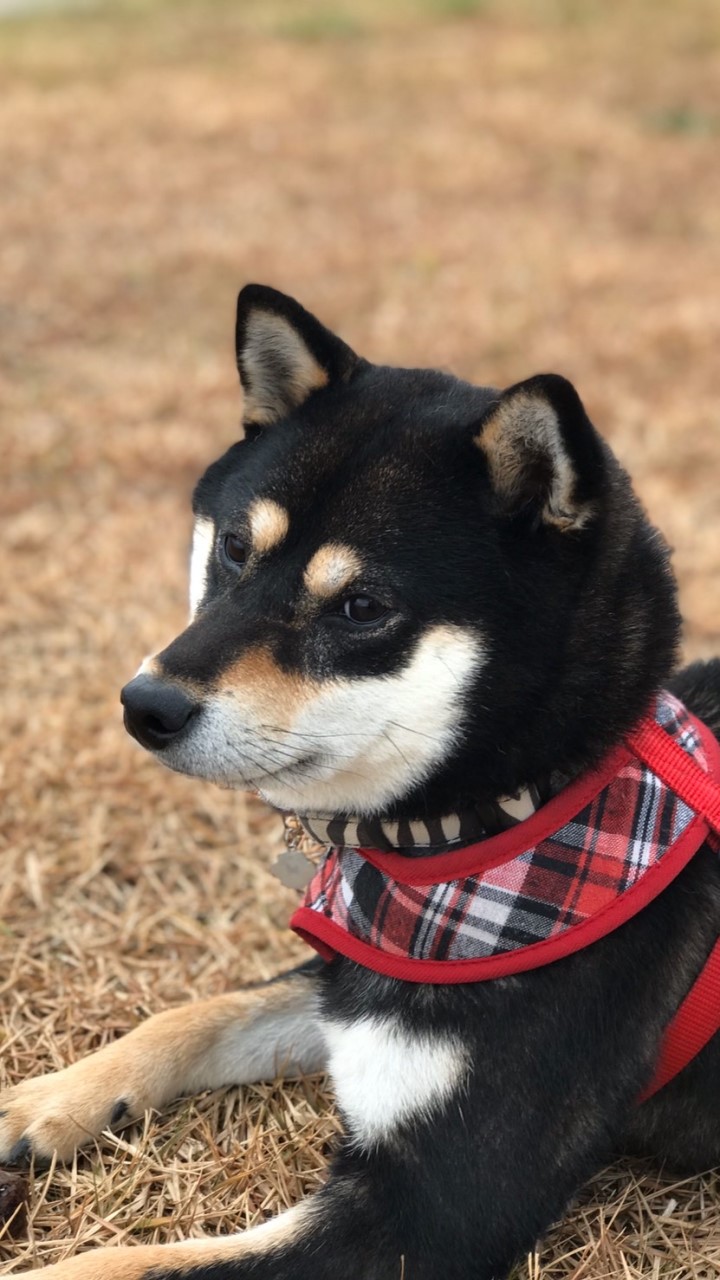 黒柴.柴犬好きな方集まろ！
