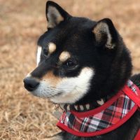 黒柴.柴犬好きな方集まろ！