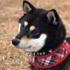 黒柴.柴犬好きな方集まろ！