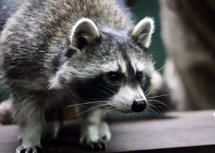 台北市立動物園 台北市立動物園｜木柵動物園門票停車美食交通攻略，企鵝無尾熊熊貓水豚等13個必看動物區 8 2023
