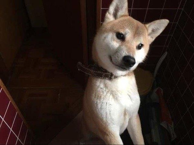 愛犬は今どんな気分 しぐさや行動から愛犬の 気分 を知ろう いぬのきもちnews