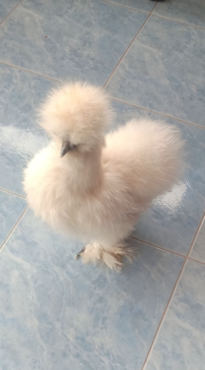 ไก่สวยงาม