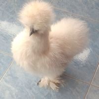 ไก่สวยงาม