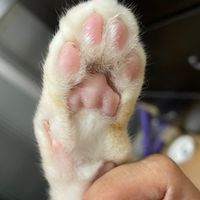 保險一家親🐈🐈‍⬛🐕‍🦺🦮🐩🐕