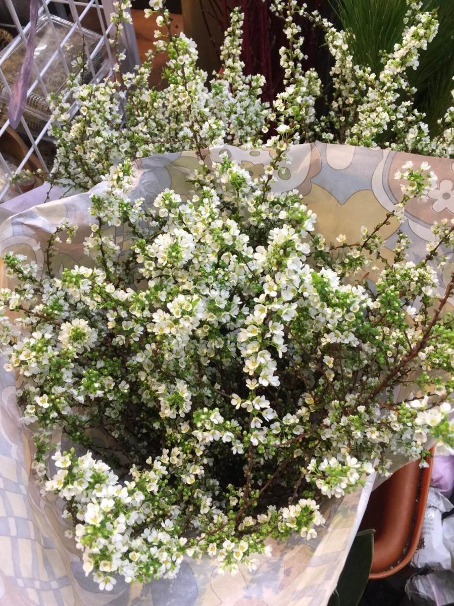 雪柳。(圖片提供：MERAKi Florist)