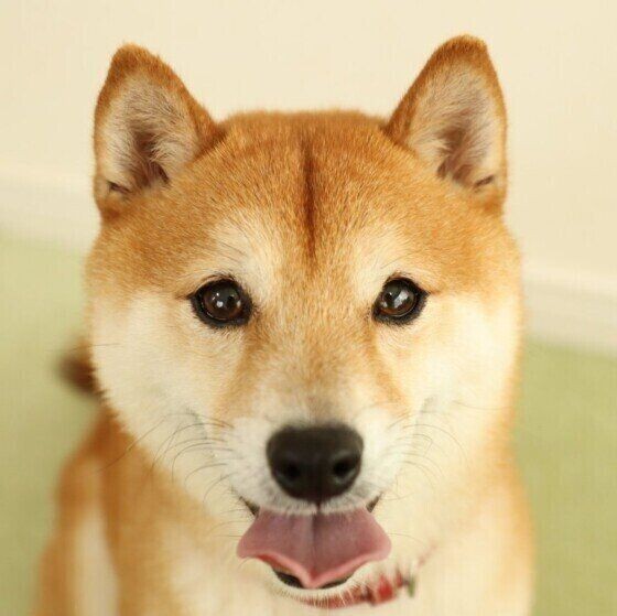 意外と知らない 犬の骨 のヒミツ 人と違う骨があるの いぬのきもちnews